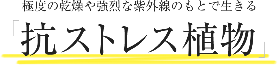 極度の乾燥や強烈な紫外線のもとで生きる「抗ストレス植物」